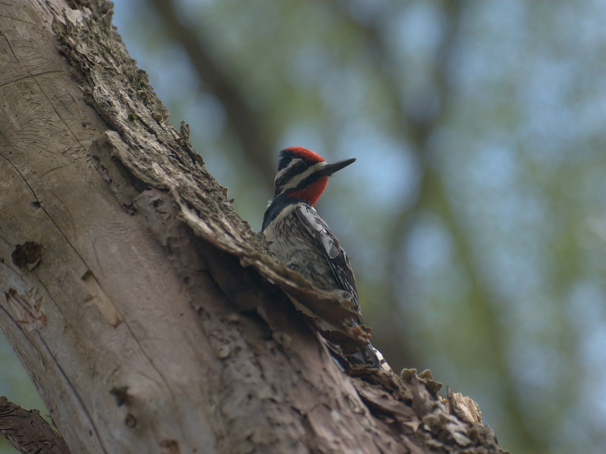 Yellow-bellied Sapsucker - ML449864481