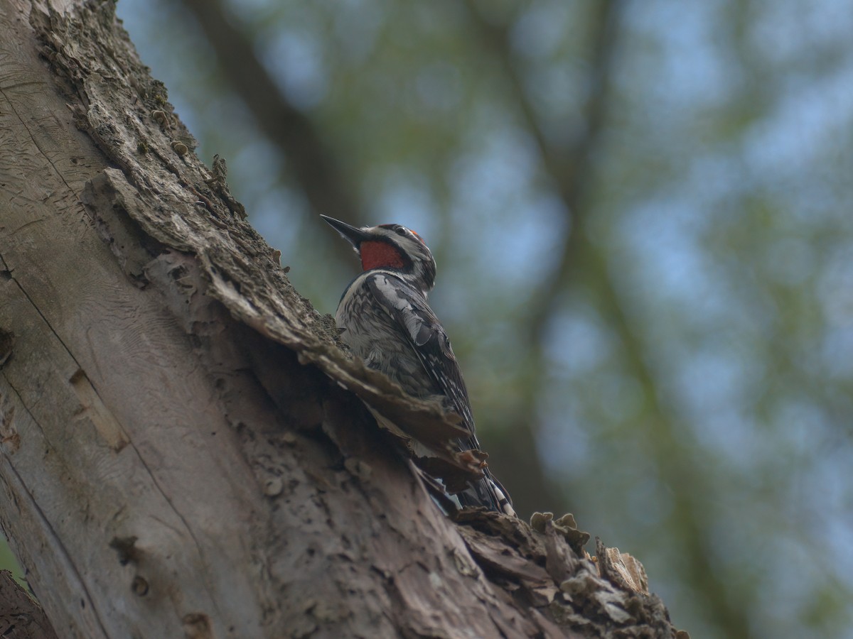 Yellow-bellied Sapsucker - ML449864761