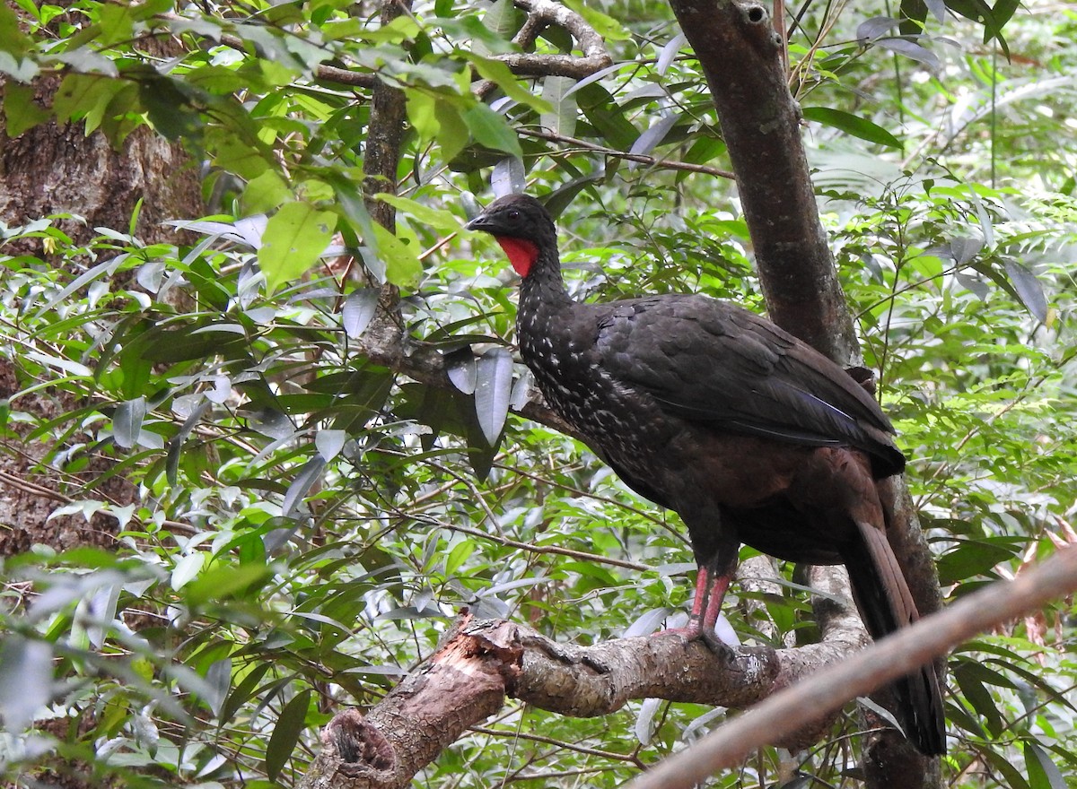 Crested Guan - Chris Drysdale