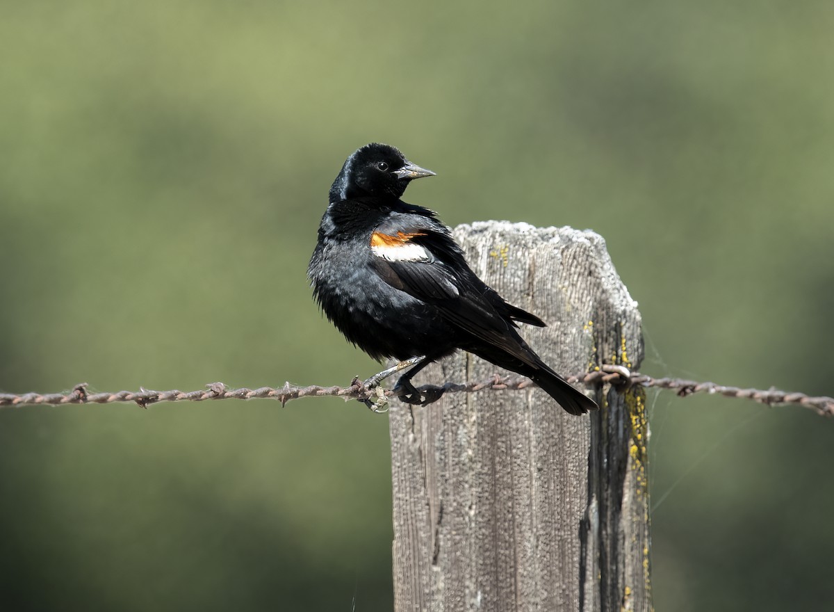 Tricolored Blackbird - ML449865211