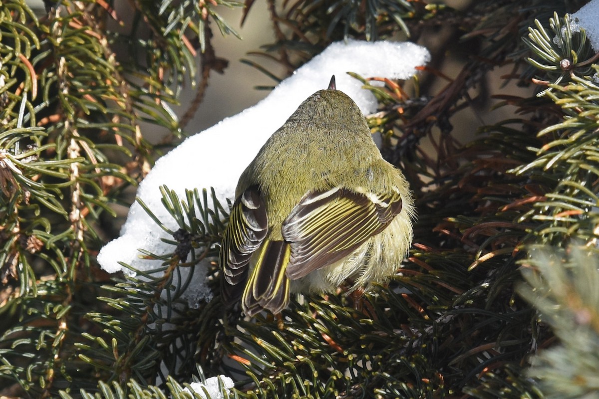 Ruby-crowned Kinglet - ML44986531