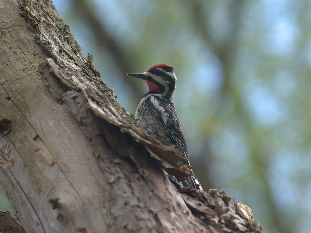 Yellow-bellied Sapsucker - ML449865461