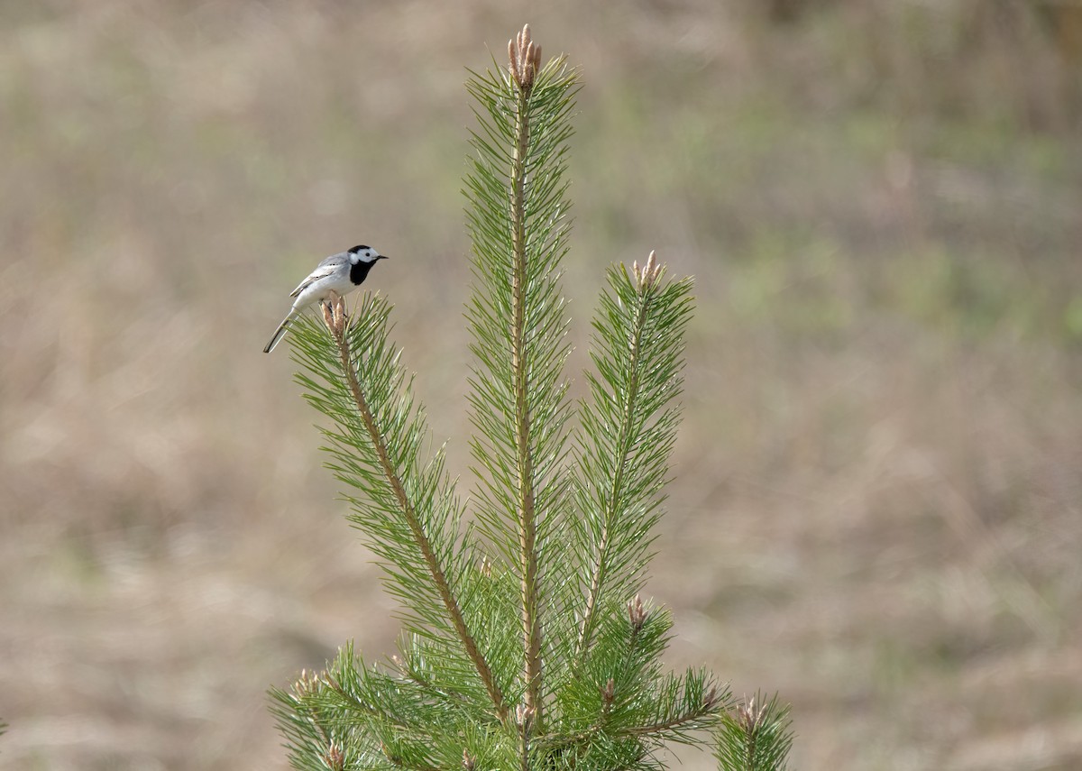 Lavandera Blanca - ML449865821