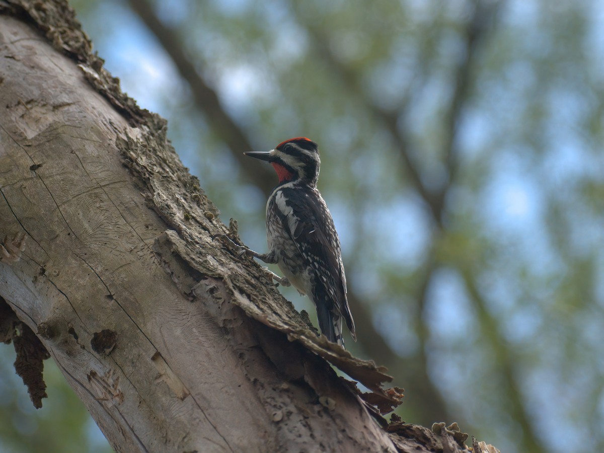 Yellow-bellied Sapsucker - ML449865831