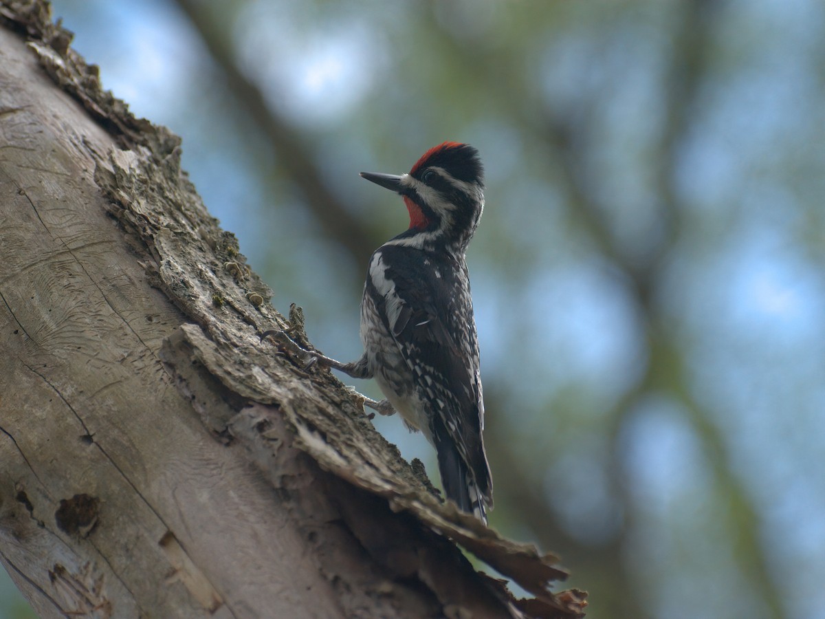 Yellow-bellied Sapsucker - ML449866211