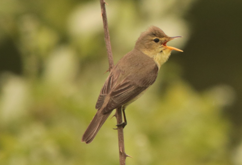 Melodious Warbler - ML449866301