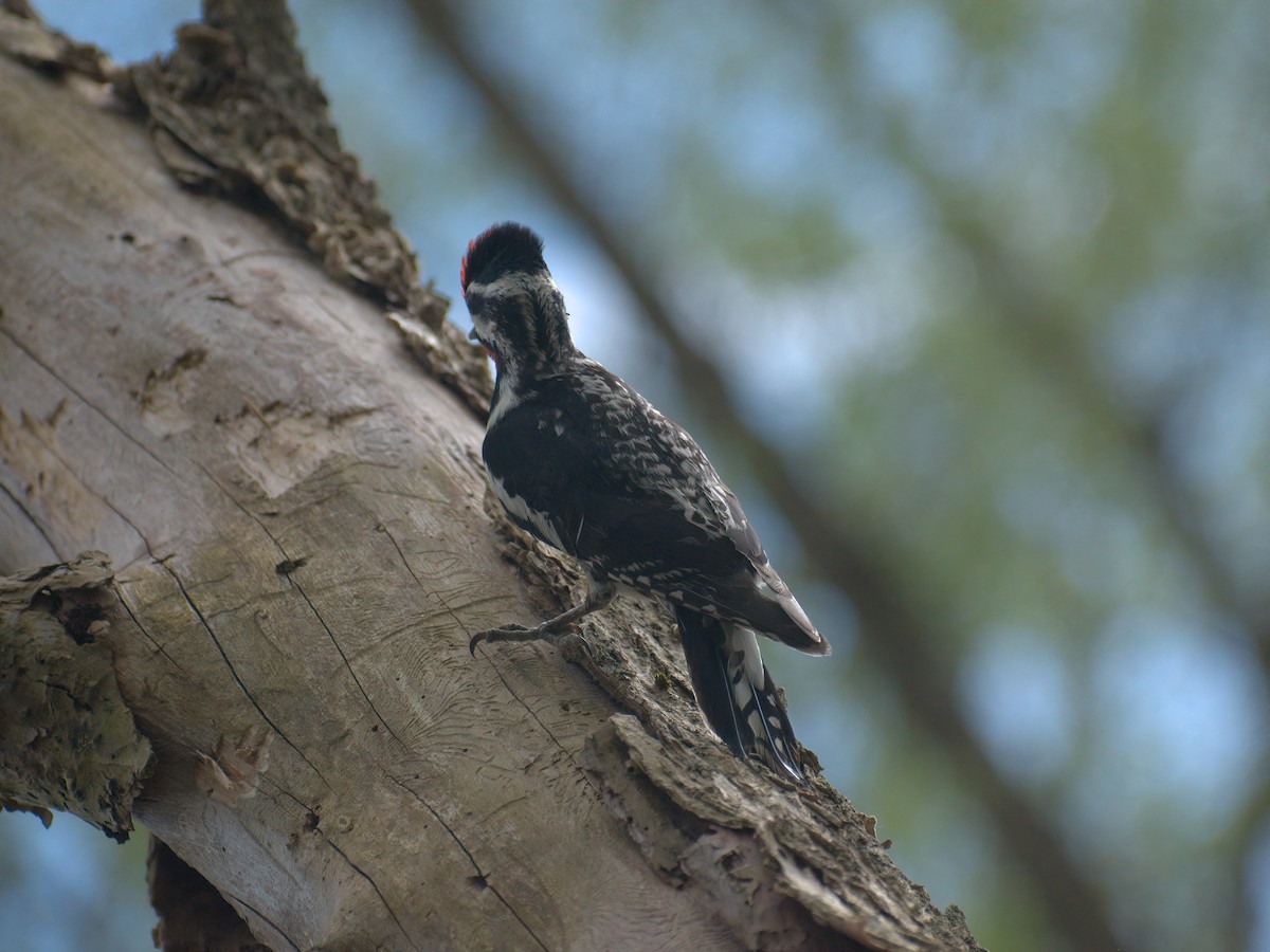Yellow-bellied Sapsucker - ML449866671