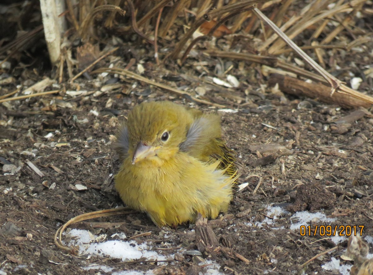 Summer Tanager - ML44986721