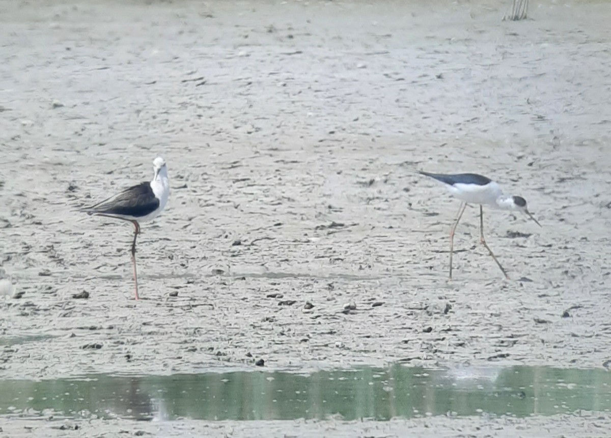 Black-winged Stilt - ML449867251