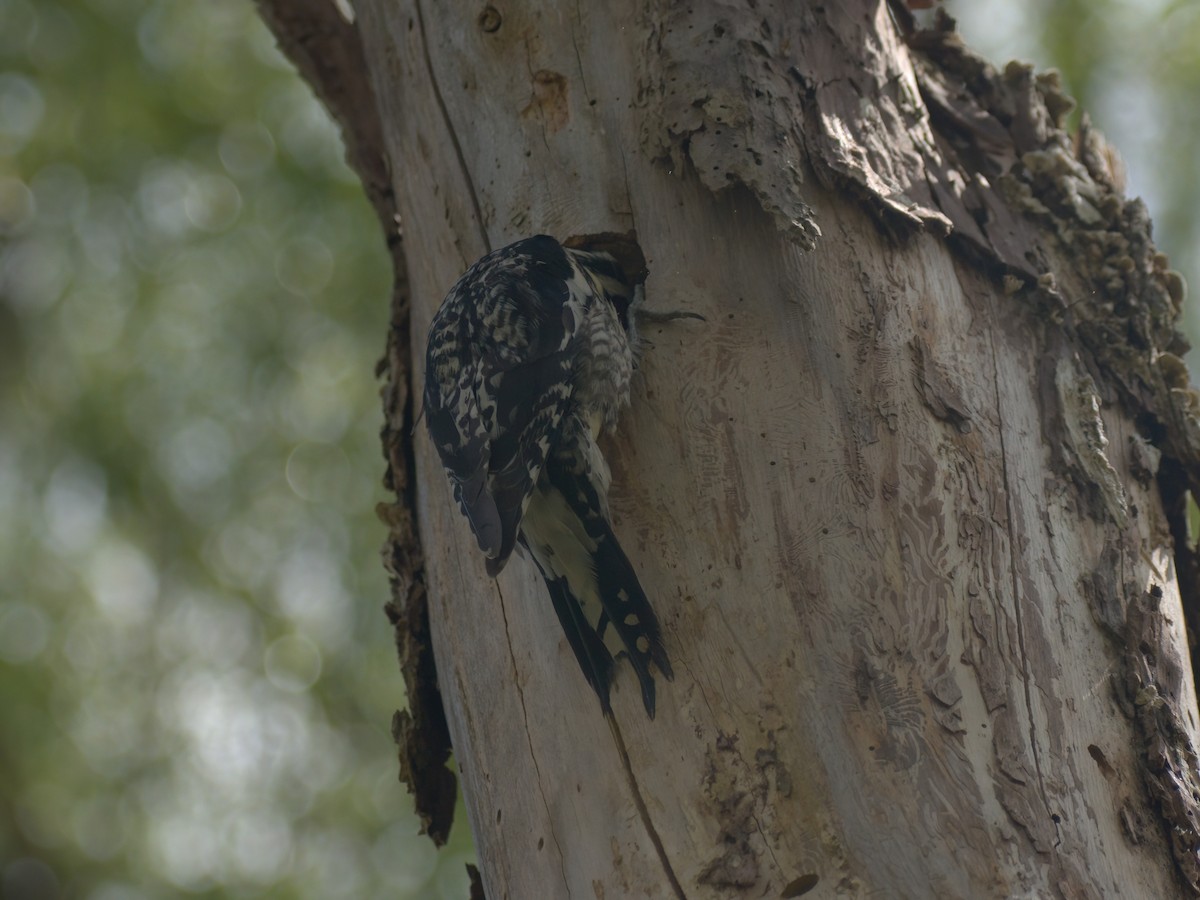 Yellow-bellied Sapsucker - ML449867621