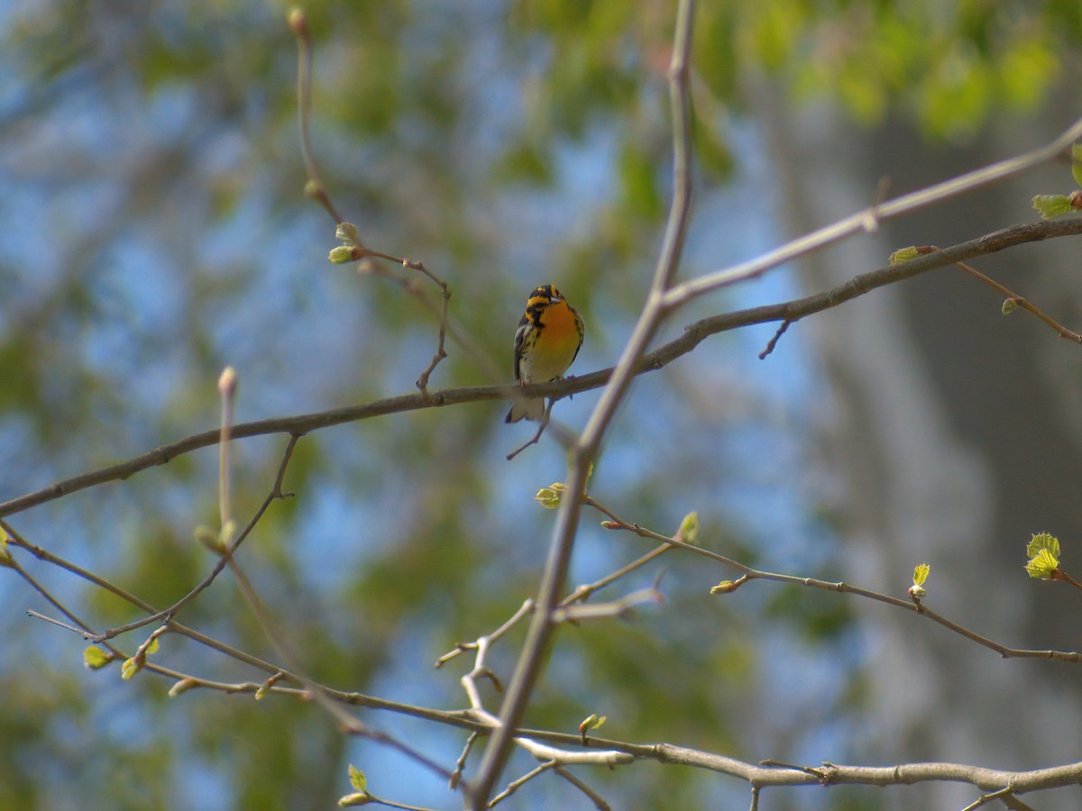Blackburnian Warbler - ML449868121