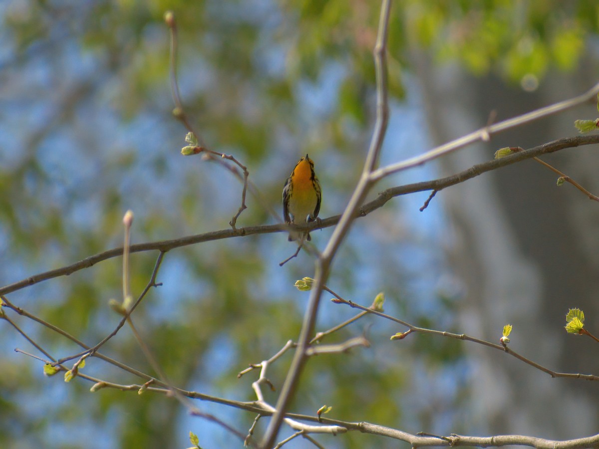 Blackburnian Warbler - ML449868131