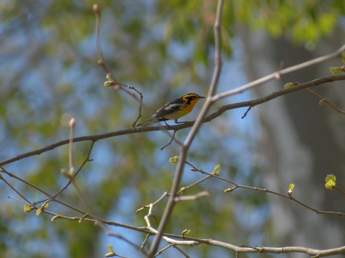 Blackburnian Warbler - ML449868141