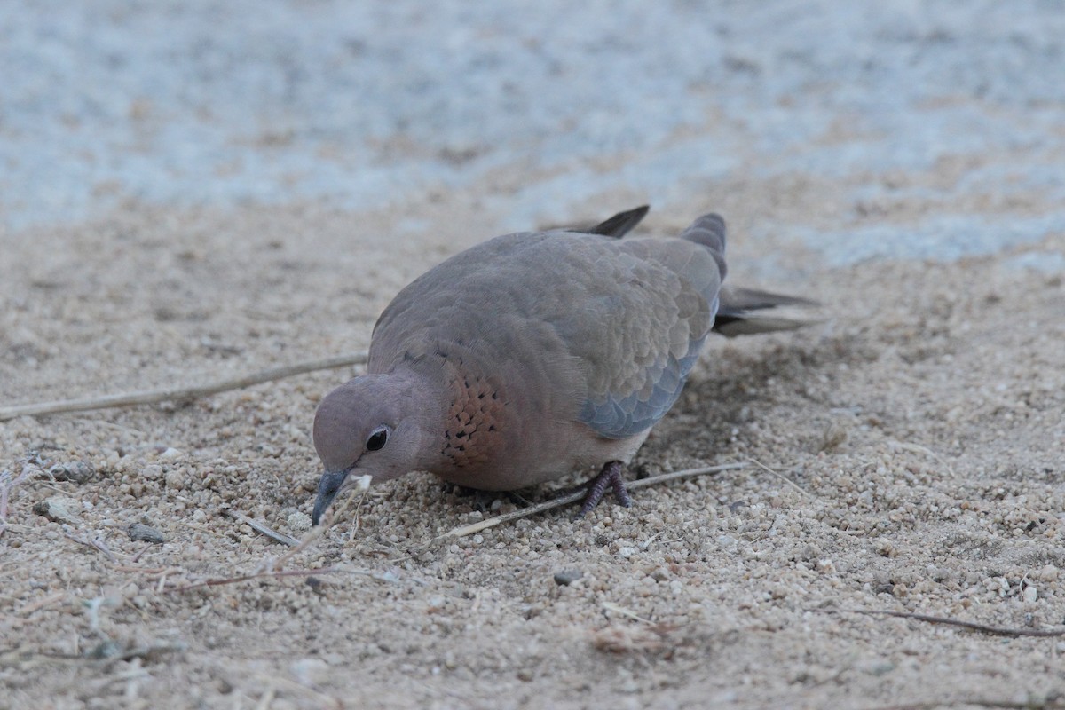 Tórtola Senegalesa - ML44986901