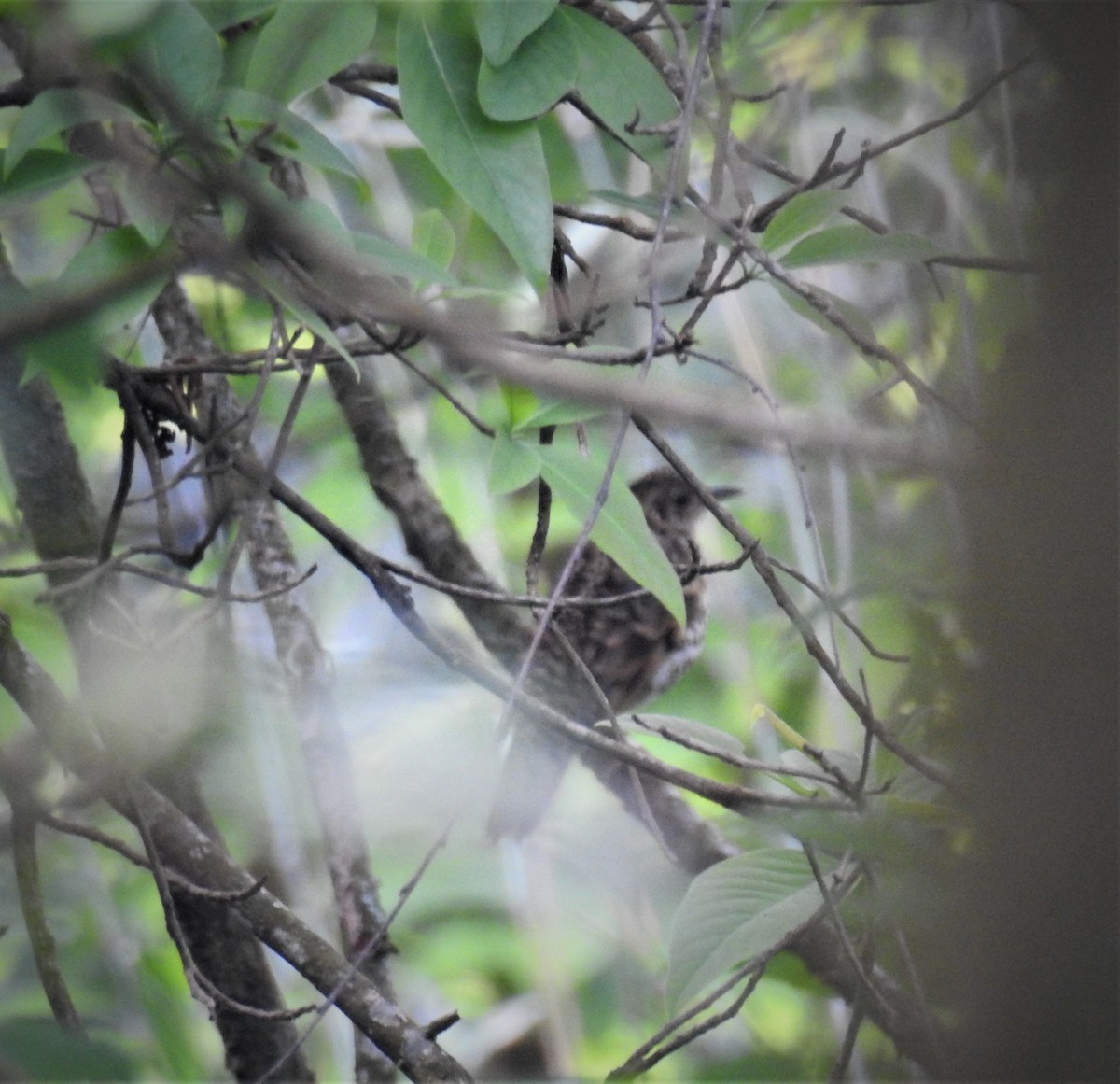 Scaly Thrush - ML449869351