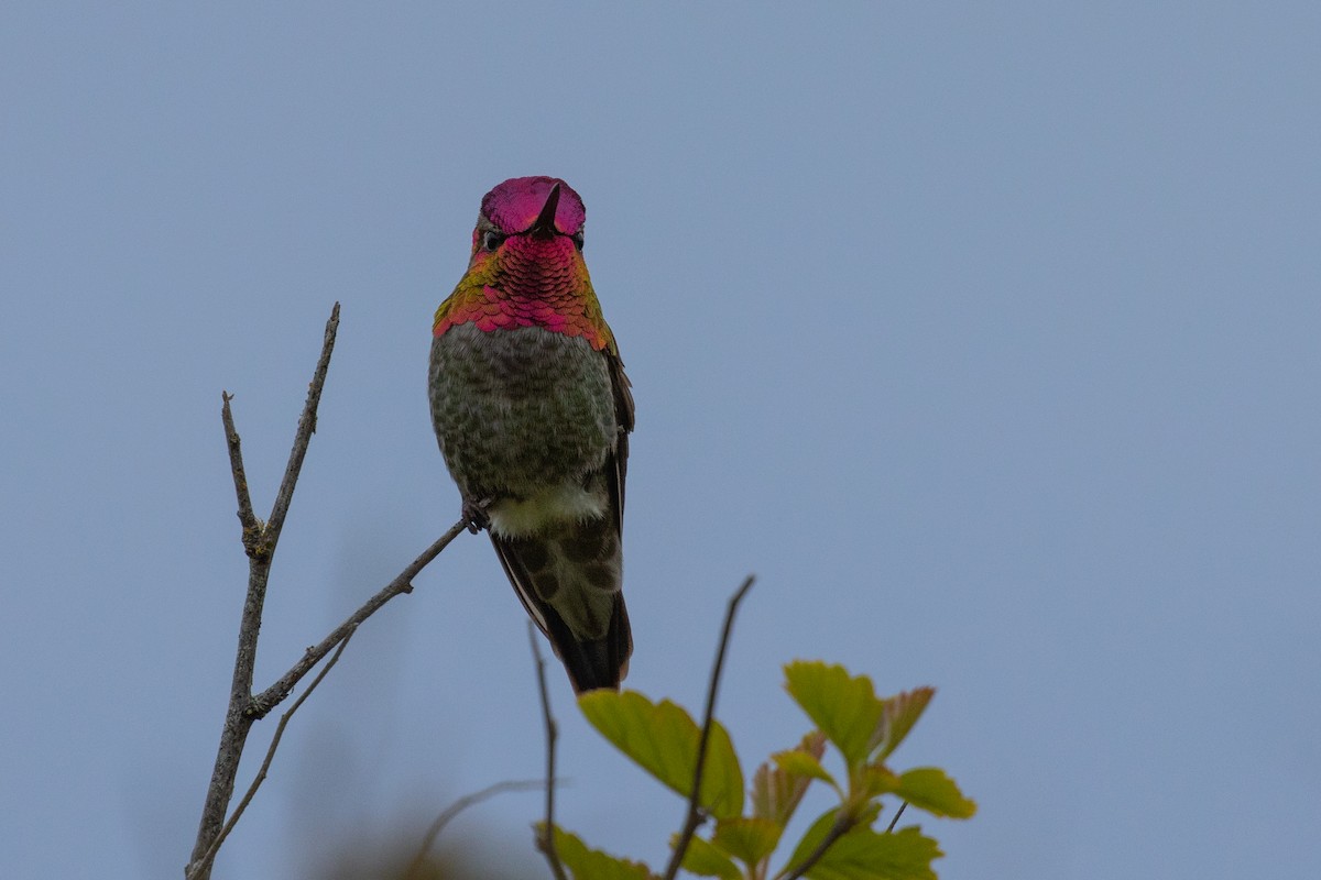 Anna's Hummingbird - Philip Steinhoff