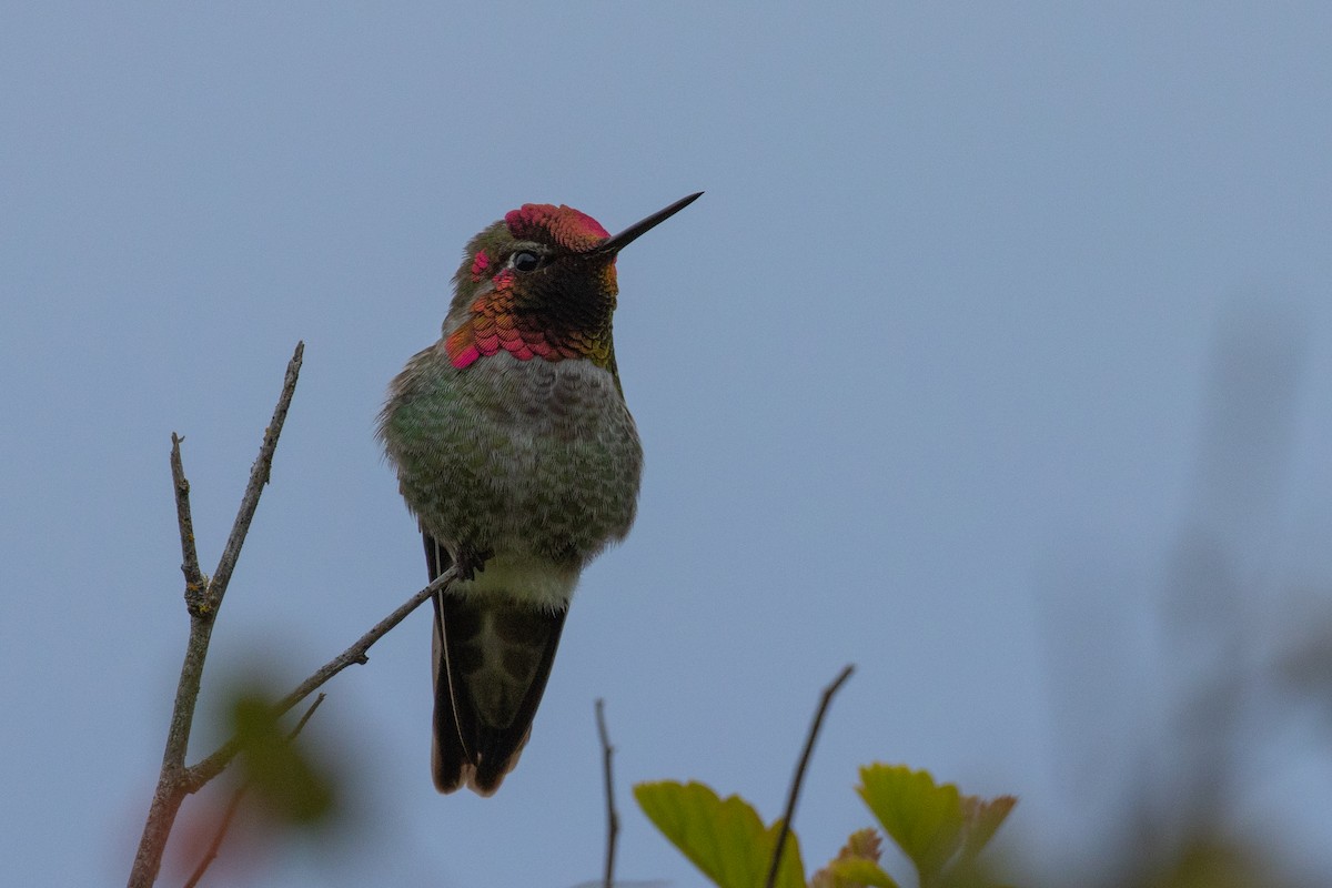 Anna's Hummingbird - Philip Steinhoff