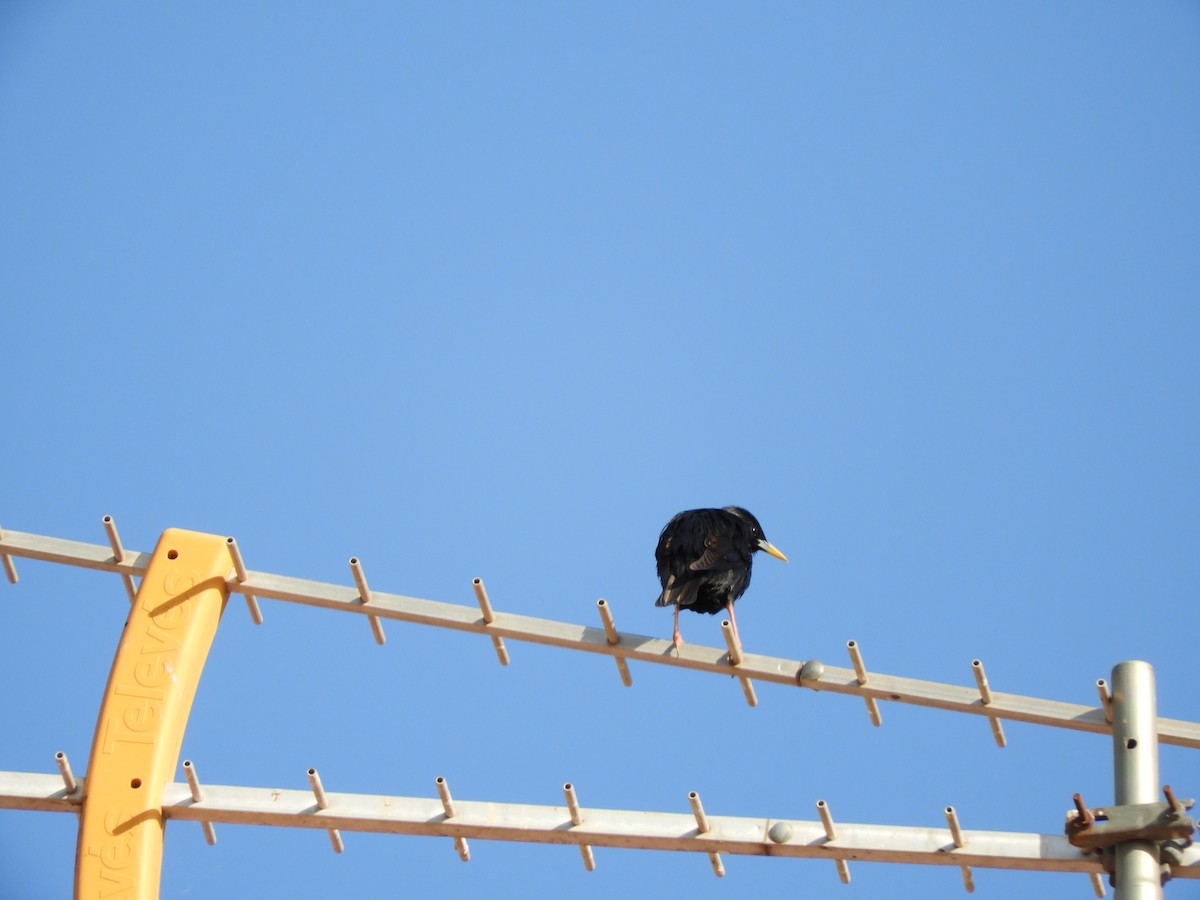 Spotless Starling - ML449870771