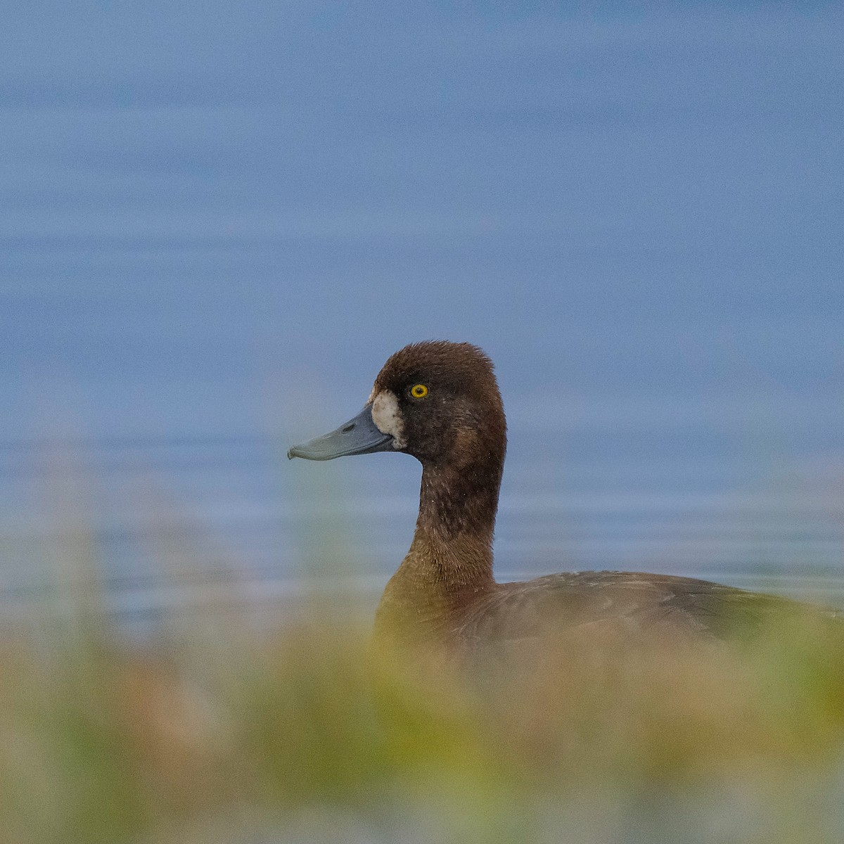 Greater Scaup - Josh Spice