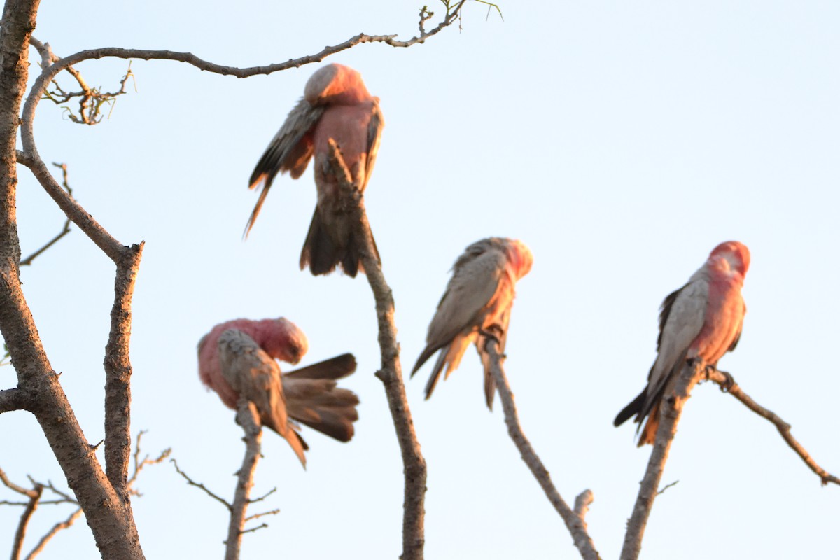 Rosakakadu - ML449872811