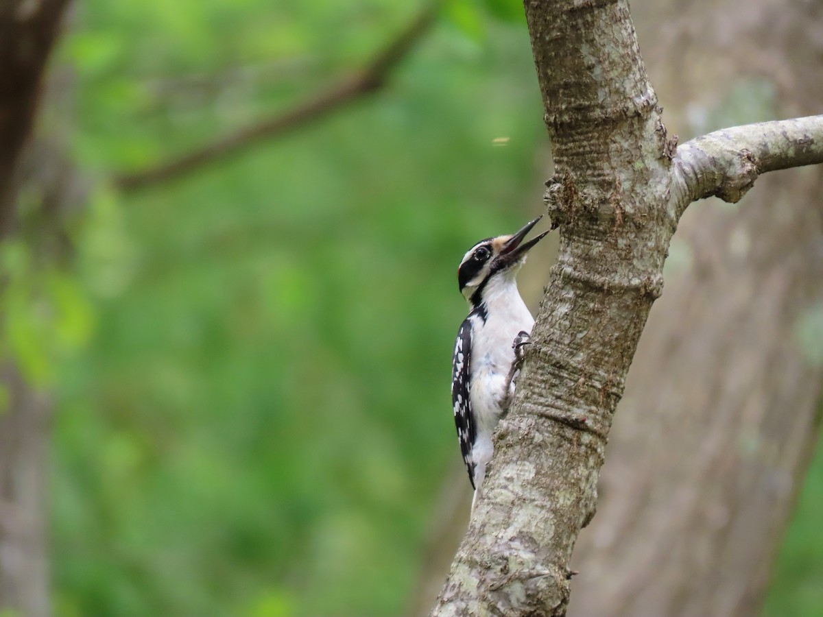 Hairy Woodpecker - Aaron Flynn