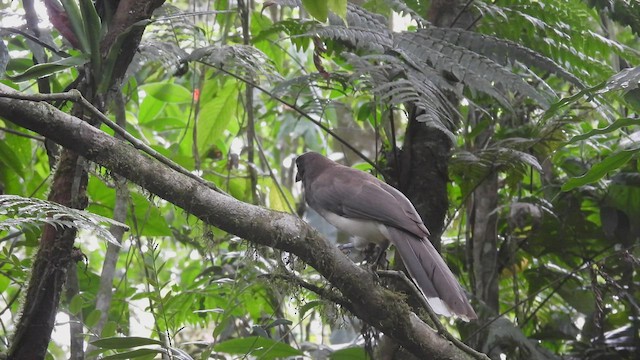 Brown Jay - ML449874011