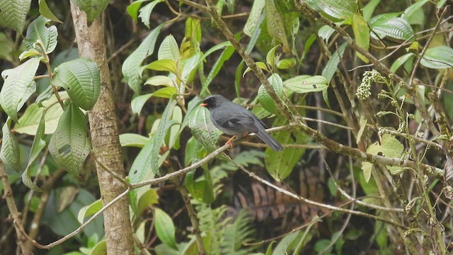 Solitario Carinegro - ML449874801