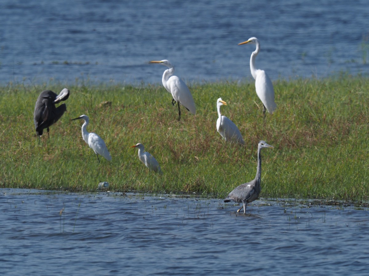 Gray Heron - ML449874811