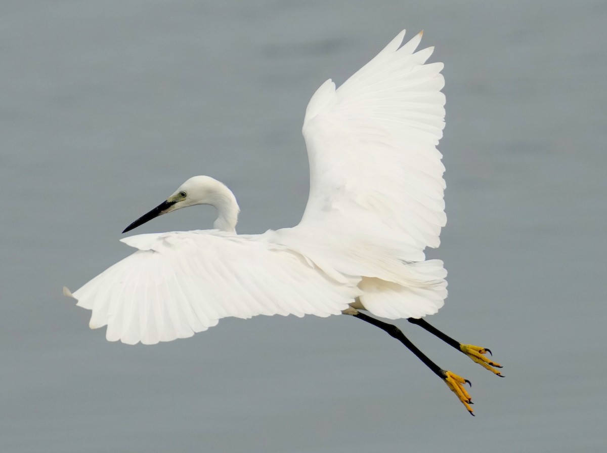 Little Egret - ML449875511