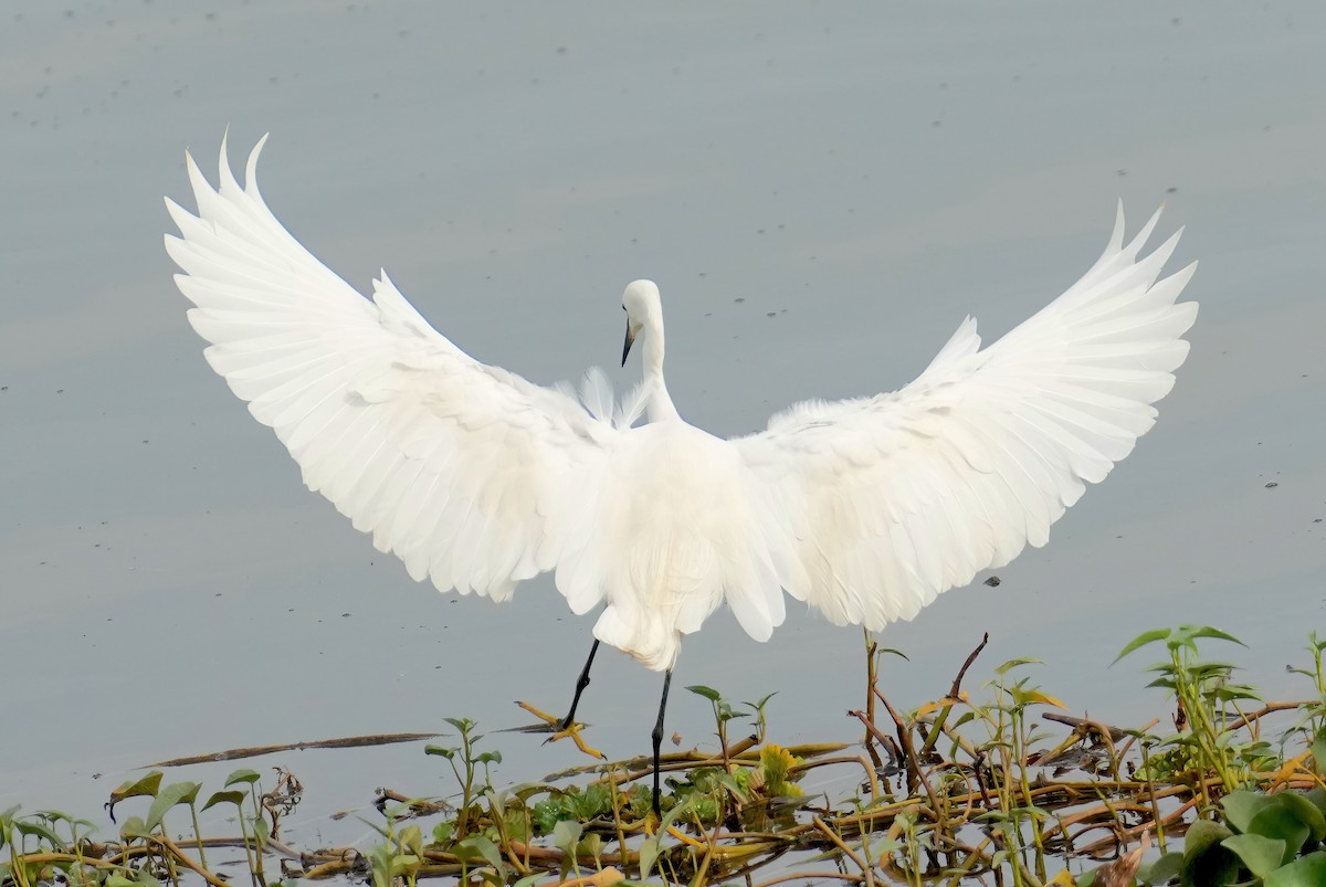 Little Egret - ML449875531