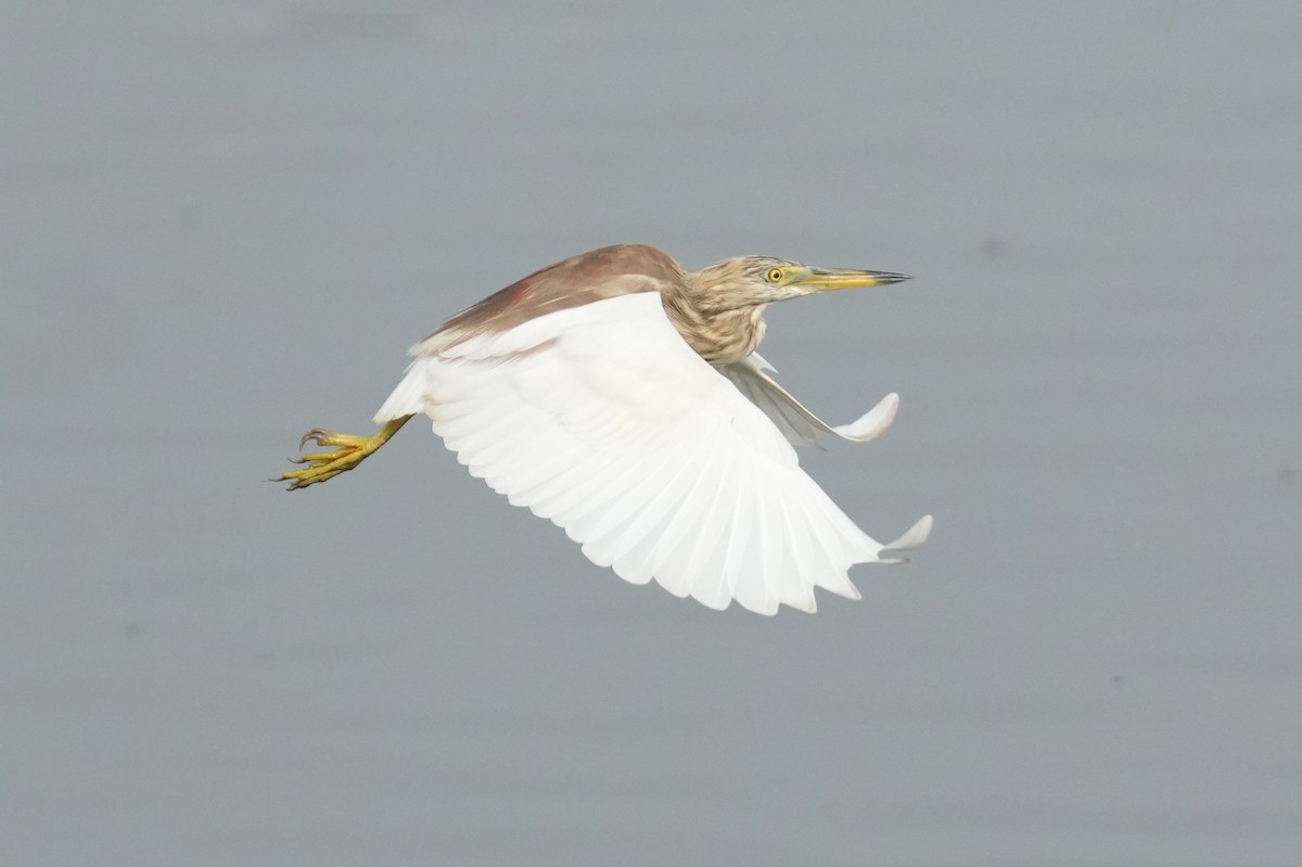 Indian Pond-Heron - ML449875831