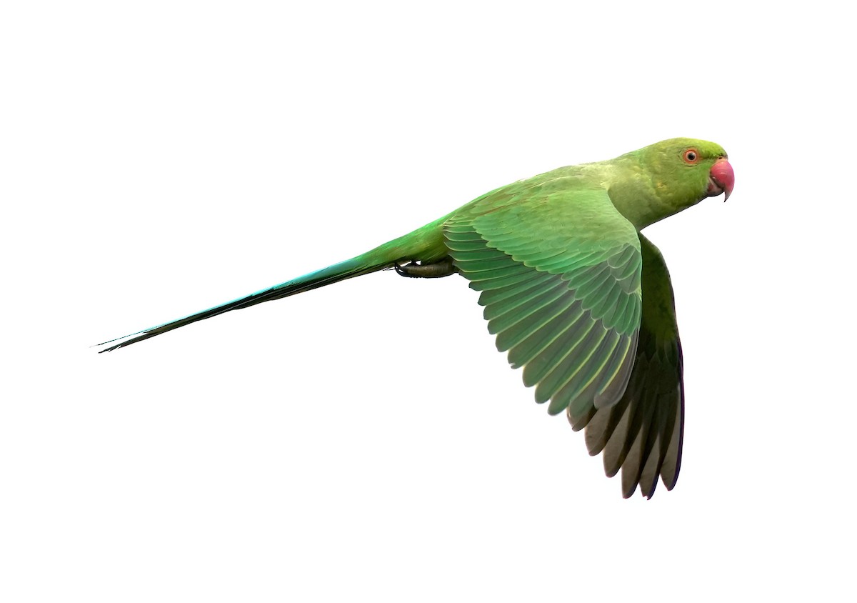 Rose-ringed Parakeet - ML449875911