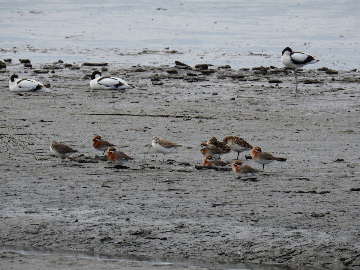 Siberian/Tibetan Sand-Plover - ML449876491