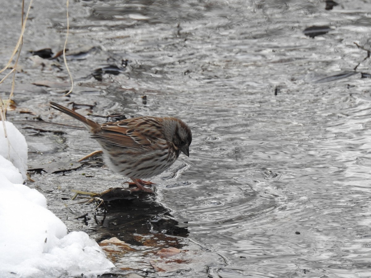 Song Sparrow - ML44987751