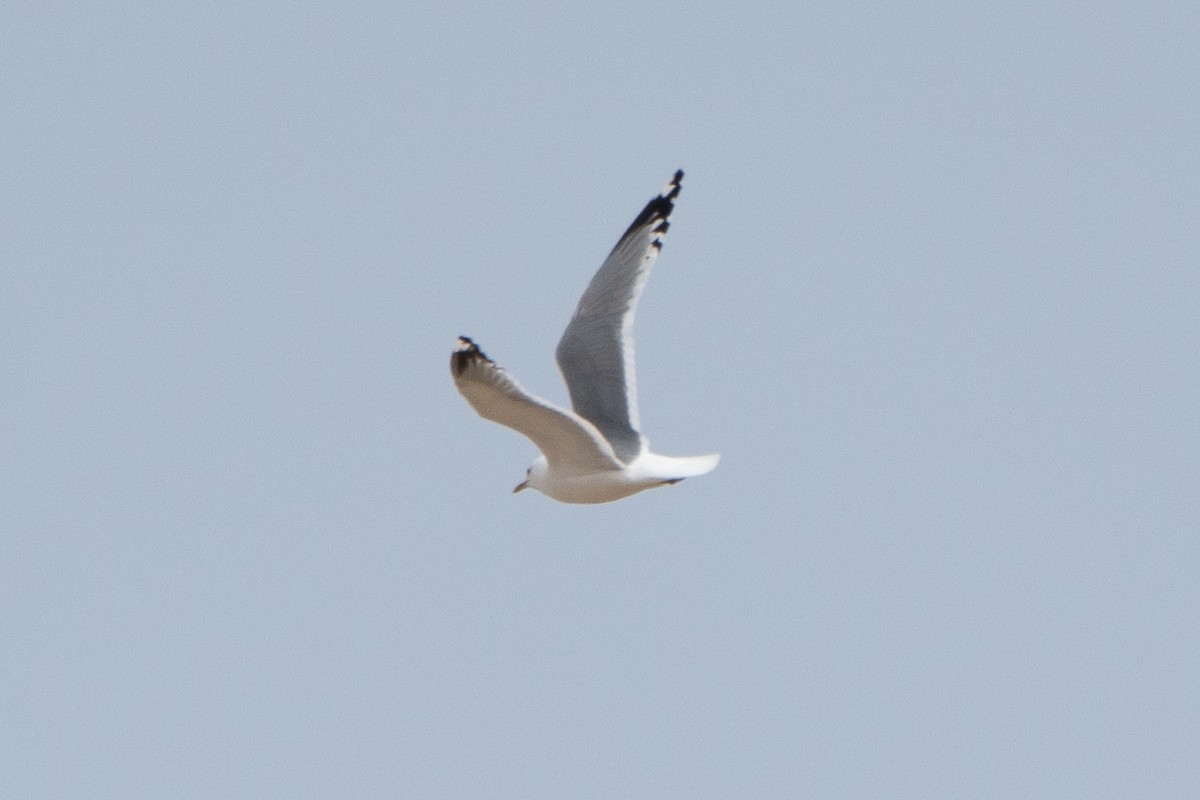 Common Gull (Kamchatka) - ML449877891