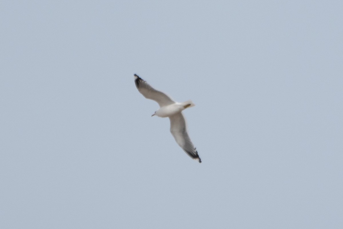 Common Gull (Kamchatka) - ML449878031