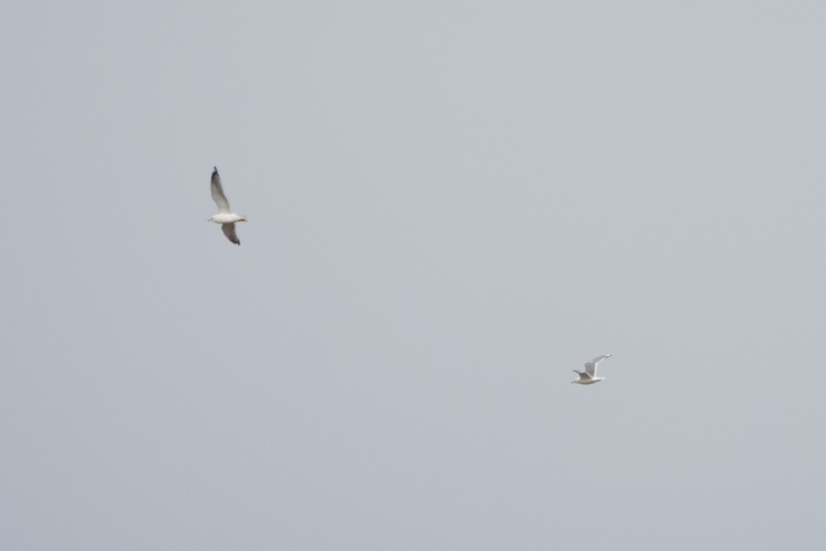 Common Gull (Kamchatka) - ML449878051