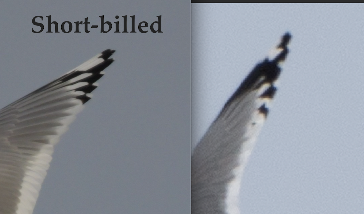 Common Gull (Kamchatka) - ML449878101