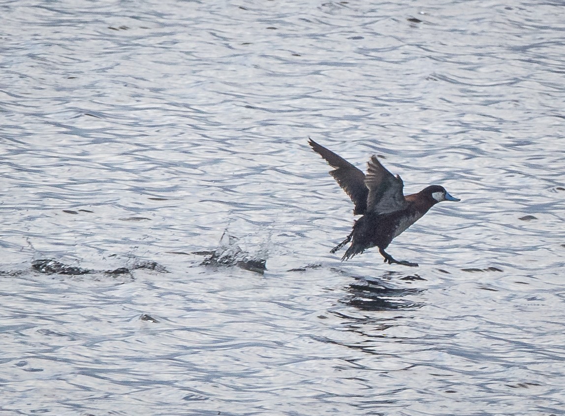 Ruddy Duck - ML449878621