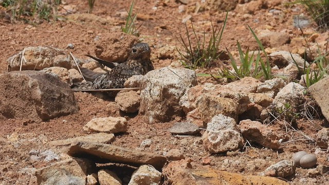 Common Nighthawk - ML449878831