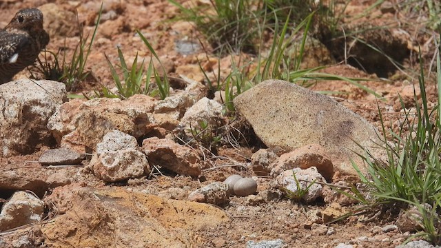 תחמס אמריקני - ML449878971