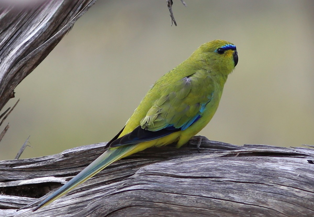 Photos - Orange-bellied Parrot - Neophema chrysogaster - Birds of the World
