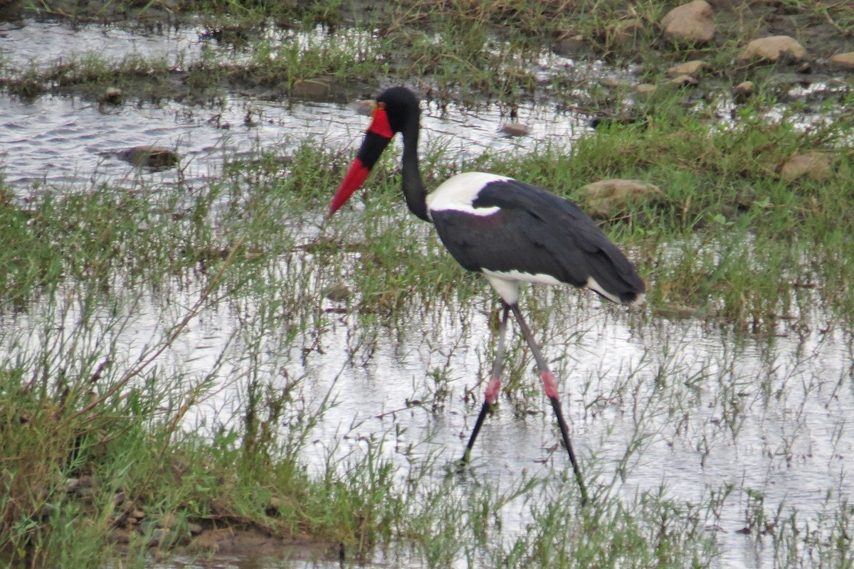 Saddle-billed Stork - ML449881541