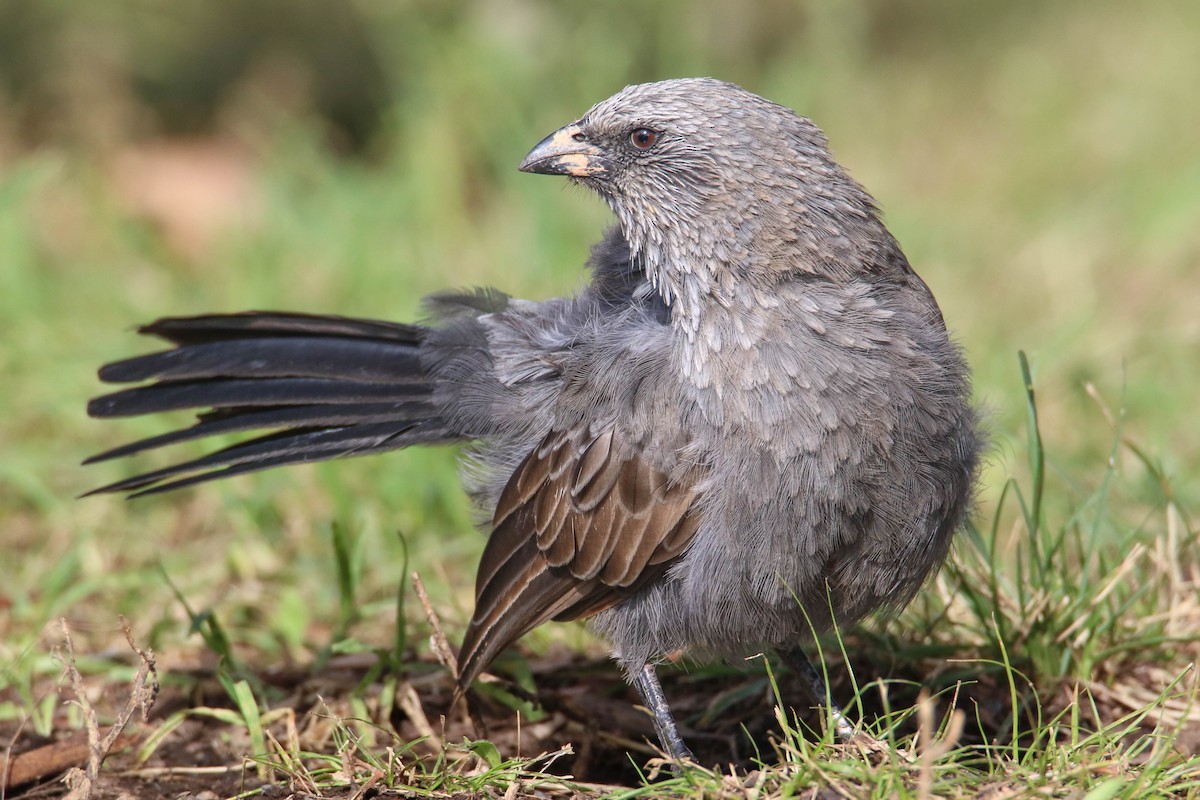 Apostlebird - ML449883151