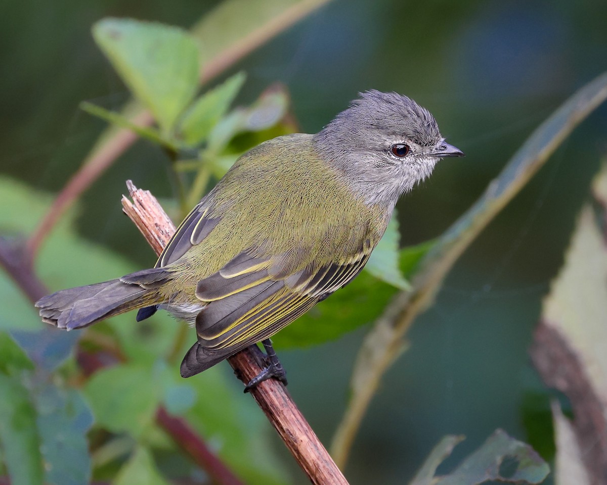 Gray-capped Tyrannulet - ML449883181