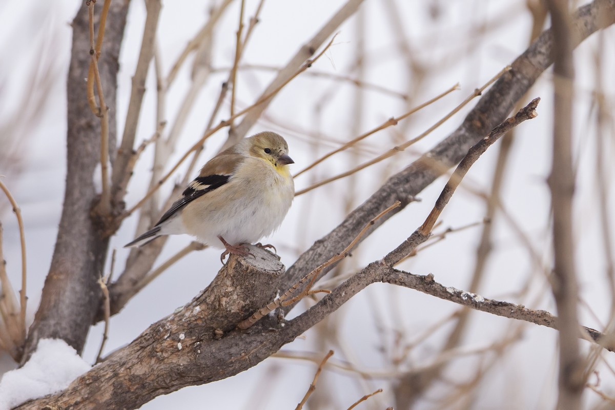 American Goldfinch - Joshua Covill