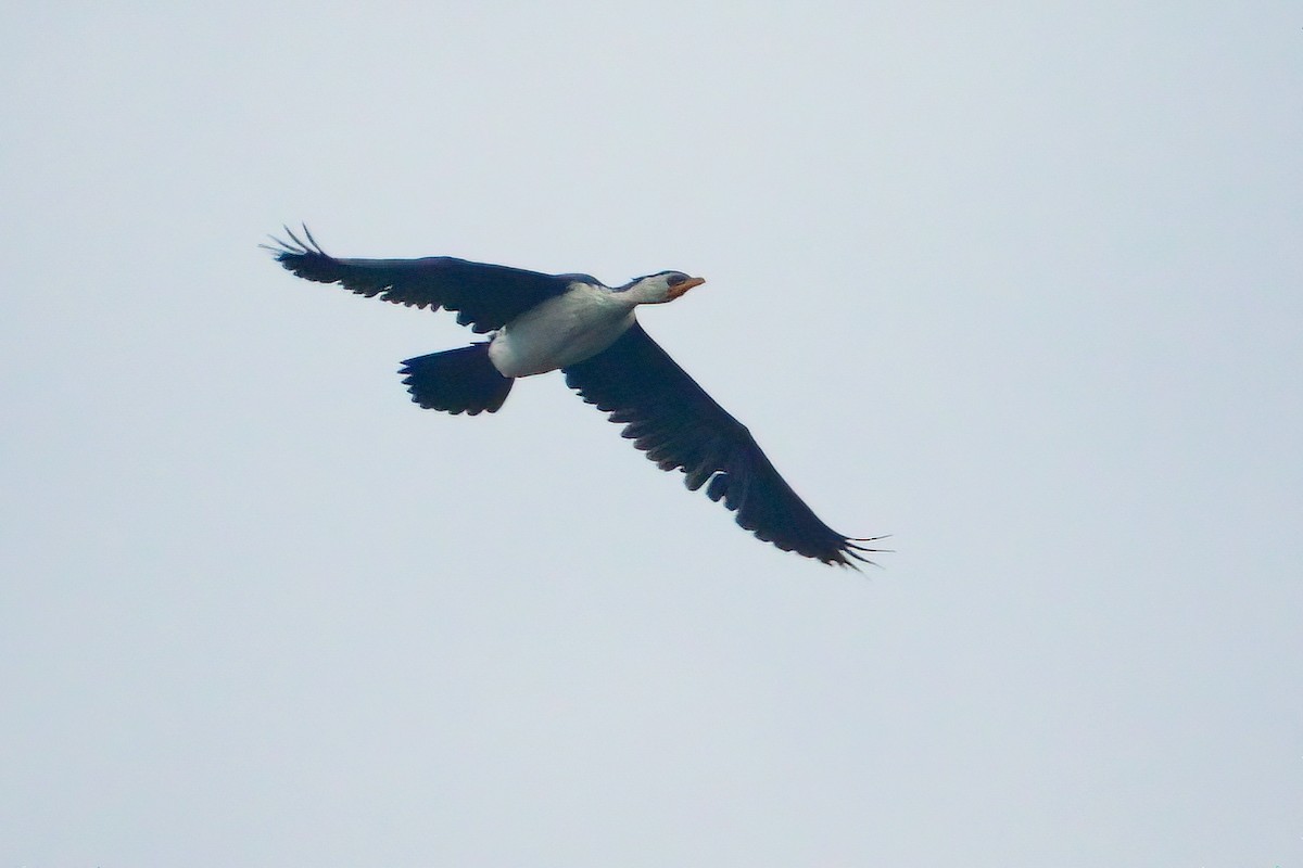 Little Pied Cormorant - ML449884461