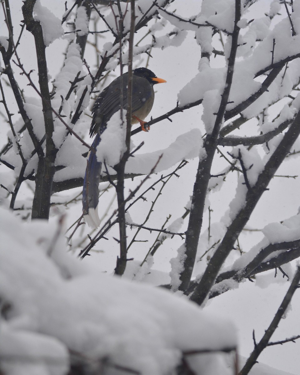 Yellow-billed Blue-Magpie - ML449885291