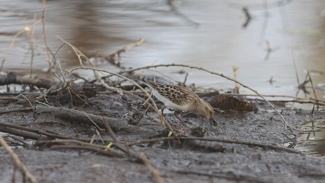 Побережник-крихітка - ML449886411