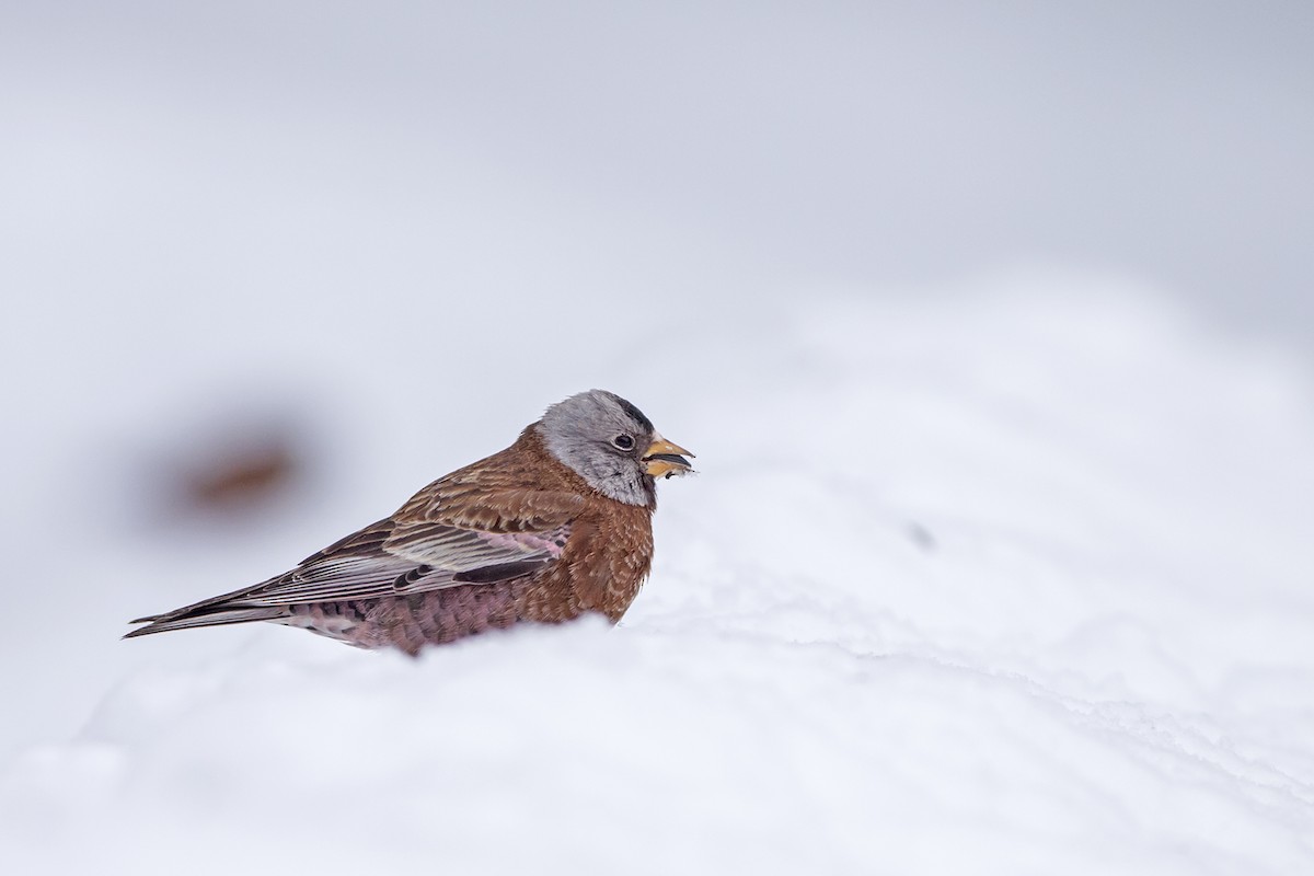 Schwarzstirn-Schneegimpel (littoralis) - ML44988701